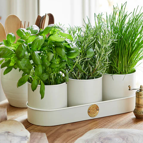 Burgon & Ball | Sophie Conran - Herb Pots Buttermilk | Shut the Front Door