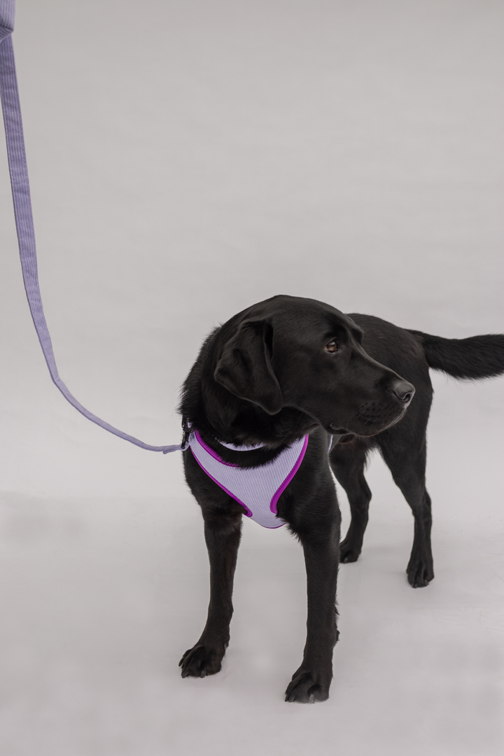 Antigone | Pet Harness Cordroy Lilac - Medium | Shut the Front Door