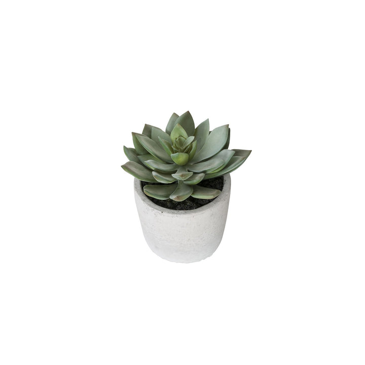 General Eclectic | Plant Echeveria Small | Shut the Front Door