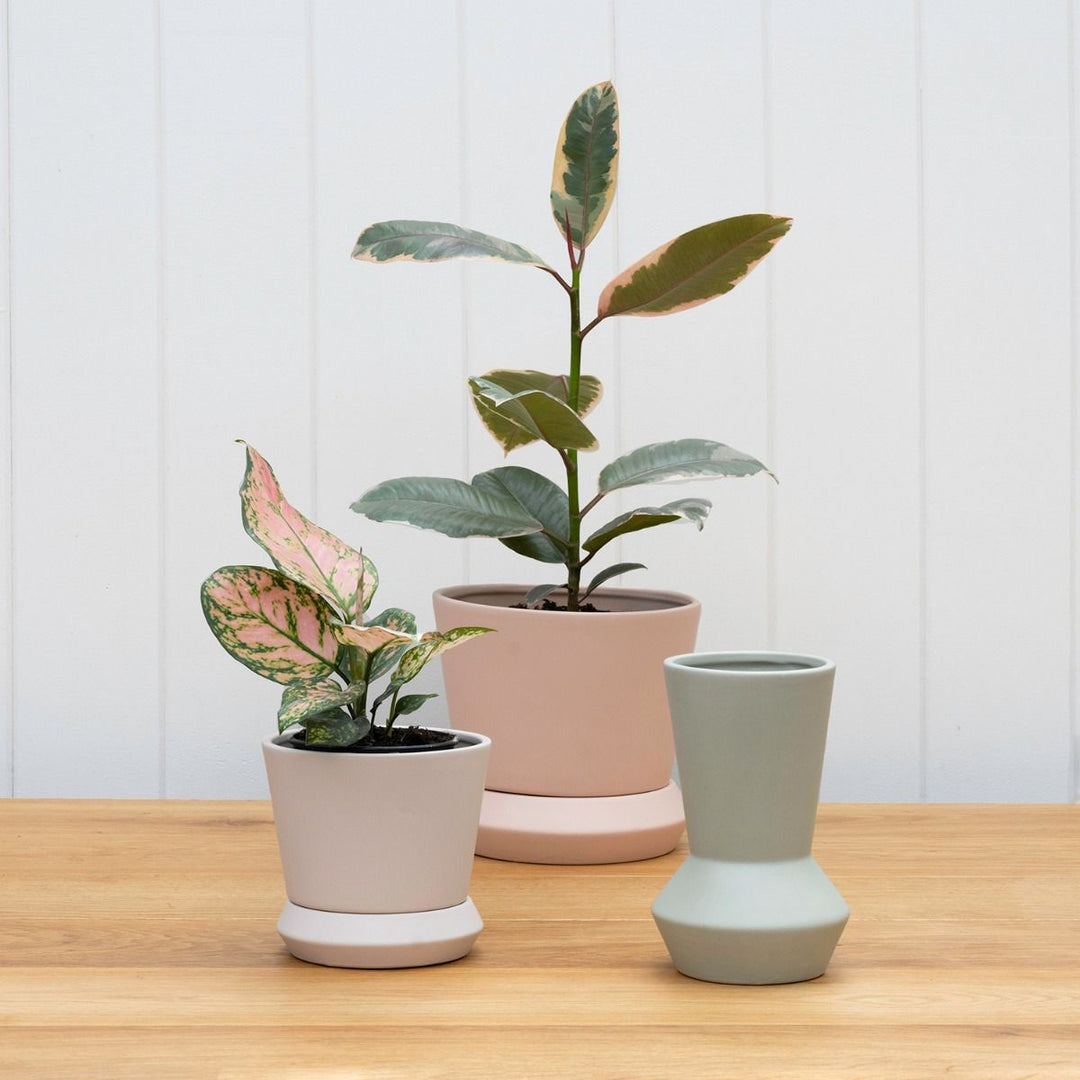 Potted | Hamburg Planter - Parchment Large | Shut the Front Door