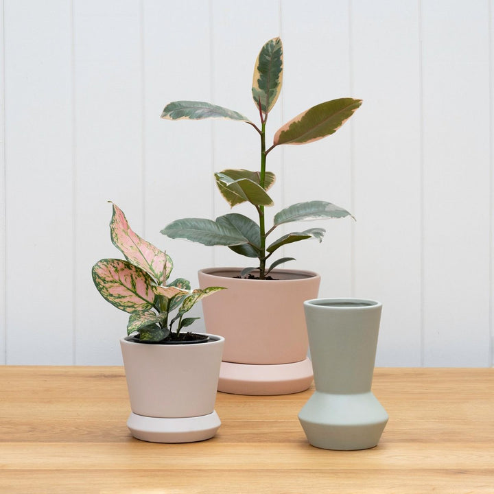 Potted | Hamburg Planter - Parchment Large | Shut the Front Door