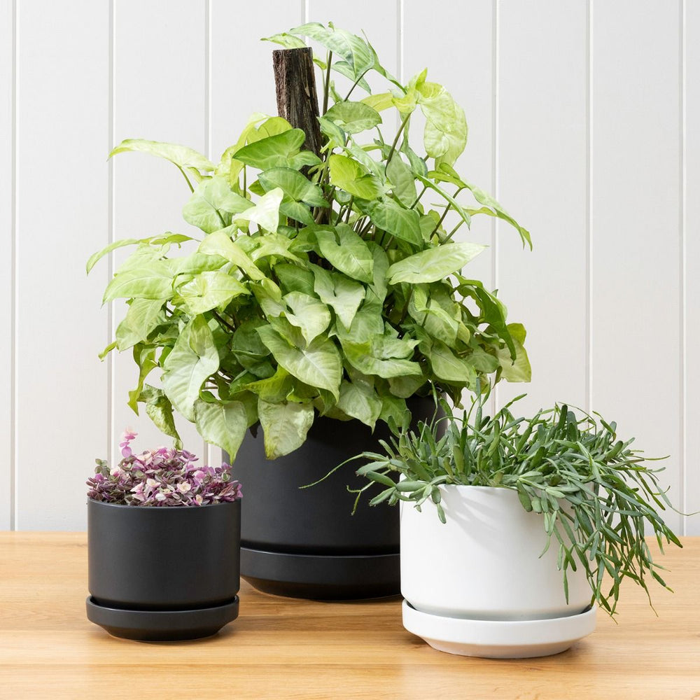 Potted | Zurich Planter - Black Large | Shut the Front Door