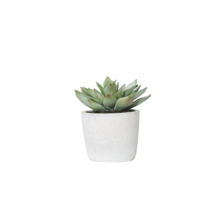 General Eclectic | Plant Echeveria Small | Shut the Front Door