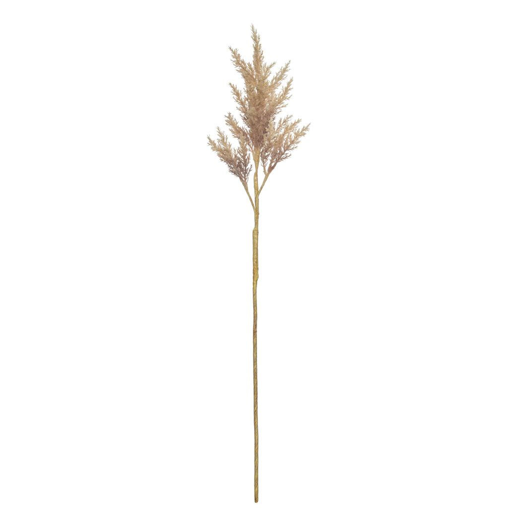 Rogue | Astilbe Stem Brown | Shut the Front Door